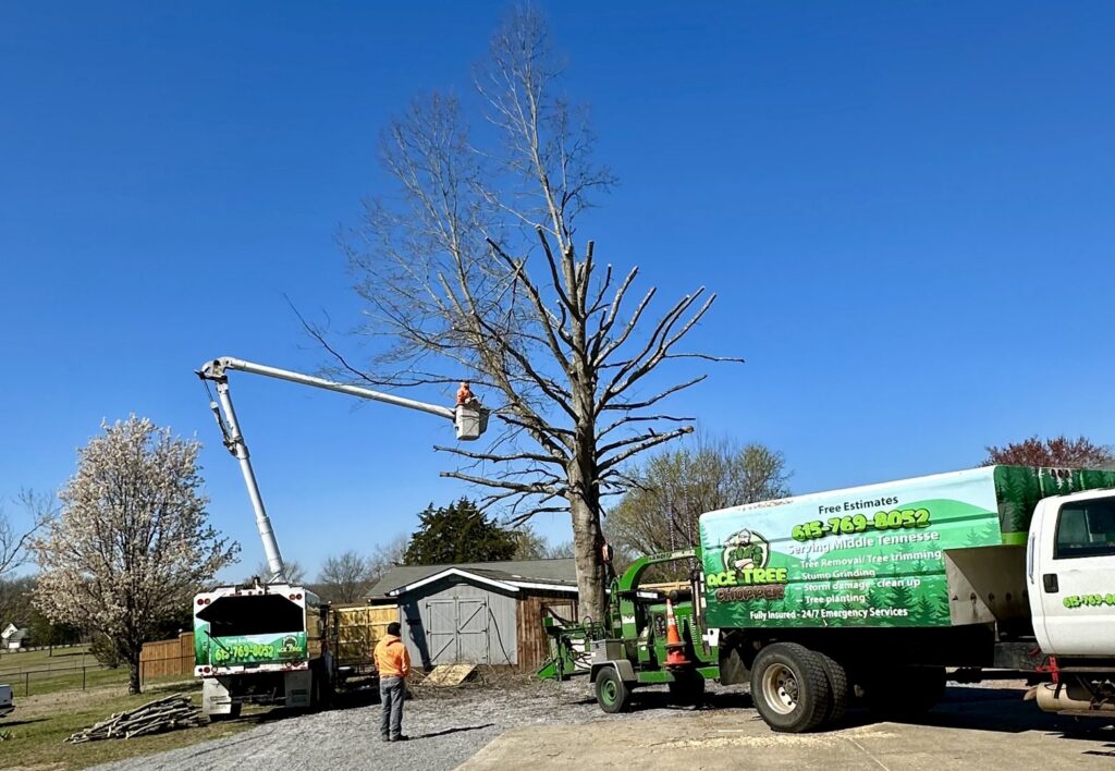 Two bucket trucks and a chipper truck with crew members trimming a large tree for Ace Tree Chopper in Nashville, TN.