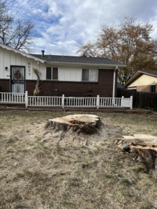 Two large tree stumps in a residential yard after tree removal by DelaRosa Tree Service LLC in Denver, CO.