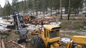 Two heavy logging machines working together in a snowy forest with piles of logs for Martelli Forestry in Anaconda, MT.