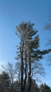 Two Cassella Tree Service climbers preparing for tree work with ropes and harnesses in South Portland, ME.