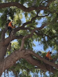 Two tree service workers climbing and pruning a large tree, demonstrating expert tree care by West Coast Tree Care in San Jose, CA