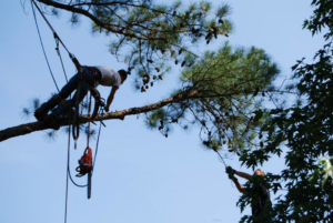 Two tree service workers collaborating on a tree removal or pruning project for Daniel's Tree Service in Columbia, SC.