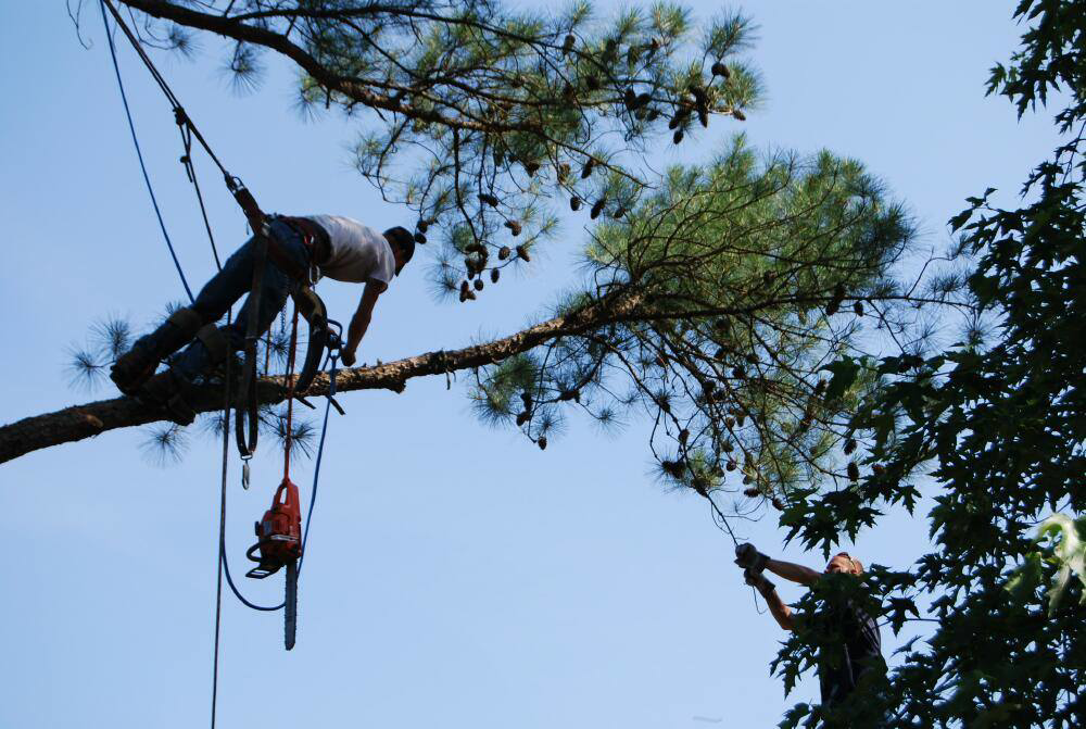 Two tree service workers collaborating on a tree removal or pruning project for Daniel's Tree Service in Columbia, SC.