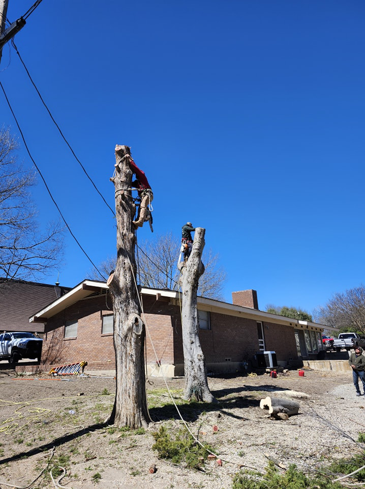 Two tree service workers high on tree trunks performing tree removal and trimming for Jose Tree Services in Plano, TX.