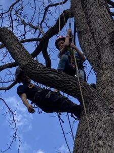 Two skilled tree workers climbing with ropes and harnesses, performing tree service for A & C Tree Service in Las Vegas, NV.
