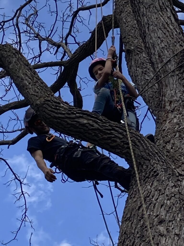 Two skilled tree workers climbing with ropes and harnesses, performing tree service for A & C Tree Service in Las Vegas, NV.