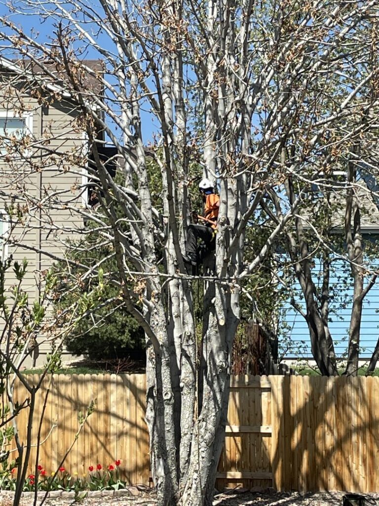Two tree workers are visible in a tree, actively pruning branches for Branching Out Tree Service in Amityville, NY.