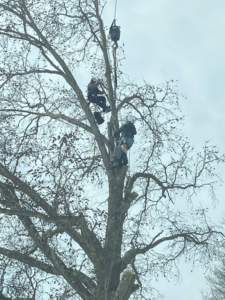 Two tree service workers high in a large, bare tree, removing branches for S.M.B Family Tree Service in House Springs, MO.