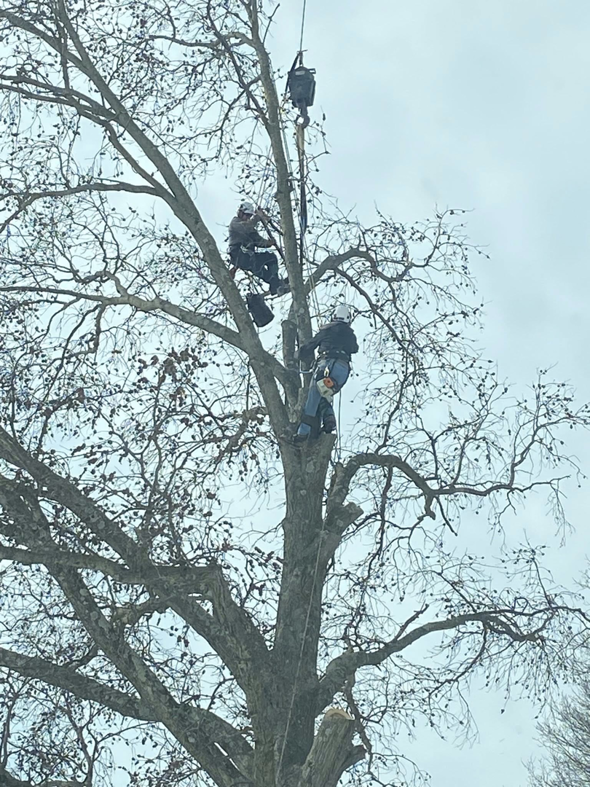 Two tree service workers high in a large, bare tree, removing branches for S.M.B Family Tree Service in House Springs, MO.