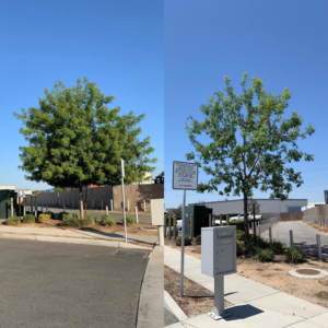 Before and after of two trees professionally pruned and shaped by J.Flores Tree Service Inc in Bakersfield, CA