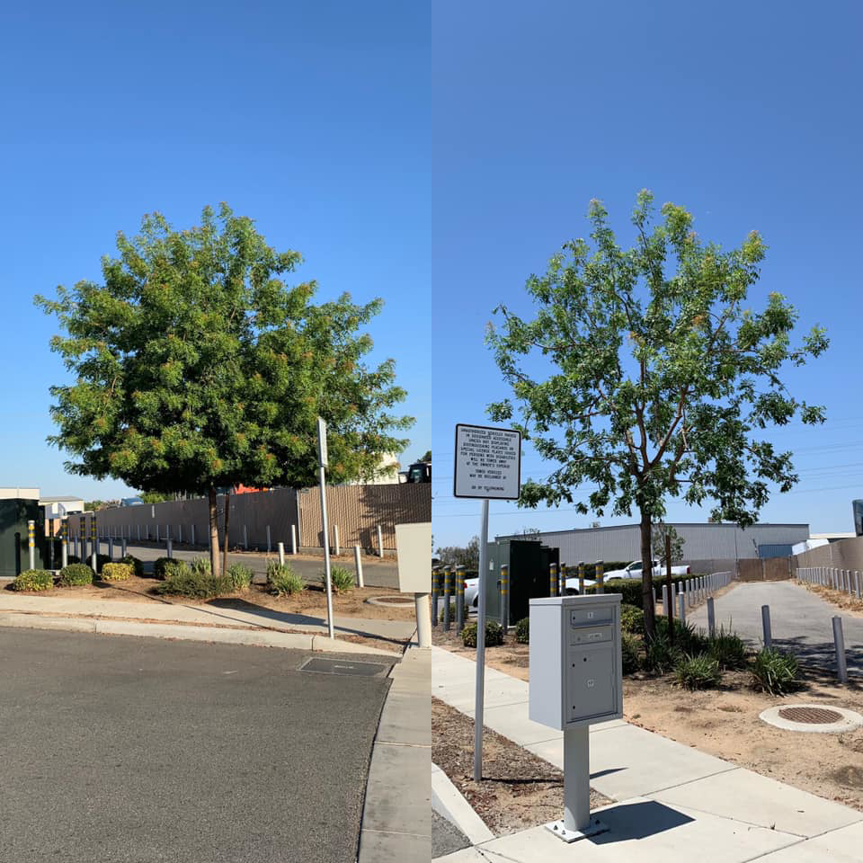 Before and after of two trees professionally pruned and shaped by J.Flores Tree Service Inc in Bakersfield, CA