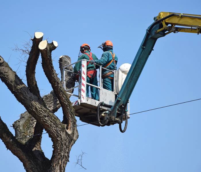 Two workers in a bucket lift performing extensive tree trimming services for Pittsburgh Tree Trimming & Removal Service in Pittsburgh, PA.