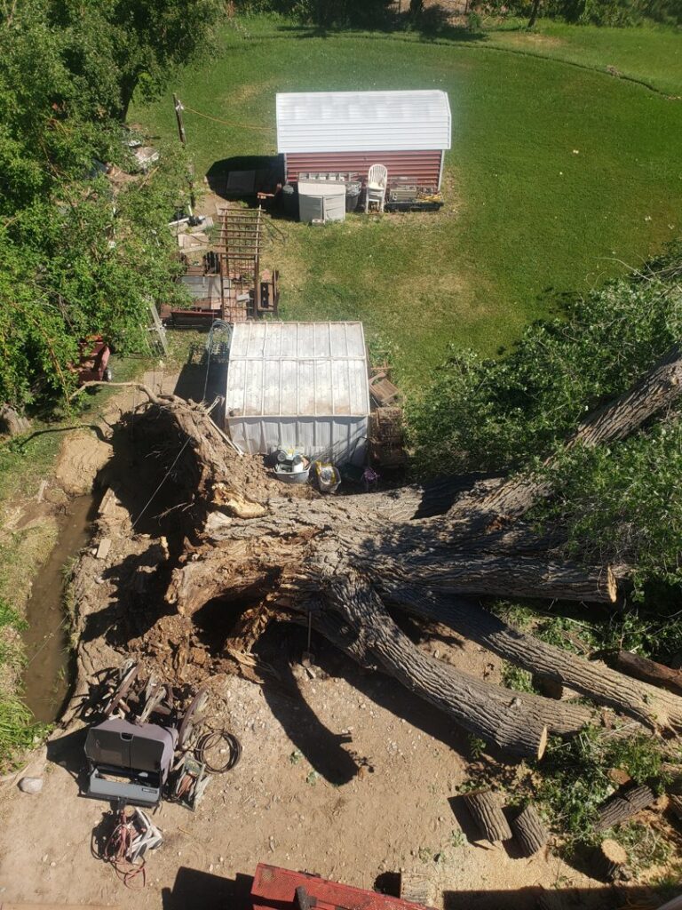Two workers in separate bucket lifts performing large tree trimming for R and J Tree Service in Farmington, NM.