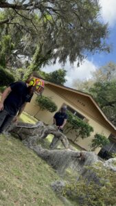Two workers using chainsaws to cut a large log covered in Spanish moss, demonstrating efficient tree removal by Souza & Son's Tree Service in Jacksonville, FL.