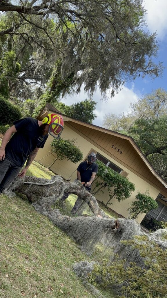 Two workers using chainsaws to cut a large log covered in Spanish moss, demonstrating efficient tree removal by Souza & Son's Tree Service in Jacksonville, FL.