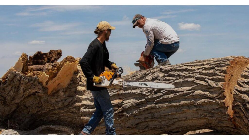 Two tree service workers using chainsaws to cut a large fallen tree trunk for removal by Langley's Tree Specialist in Greeley, CO.