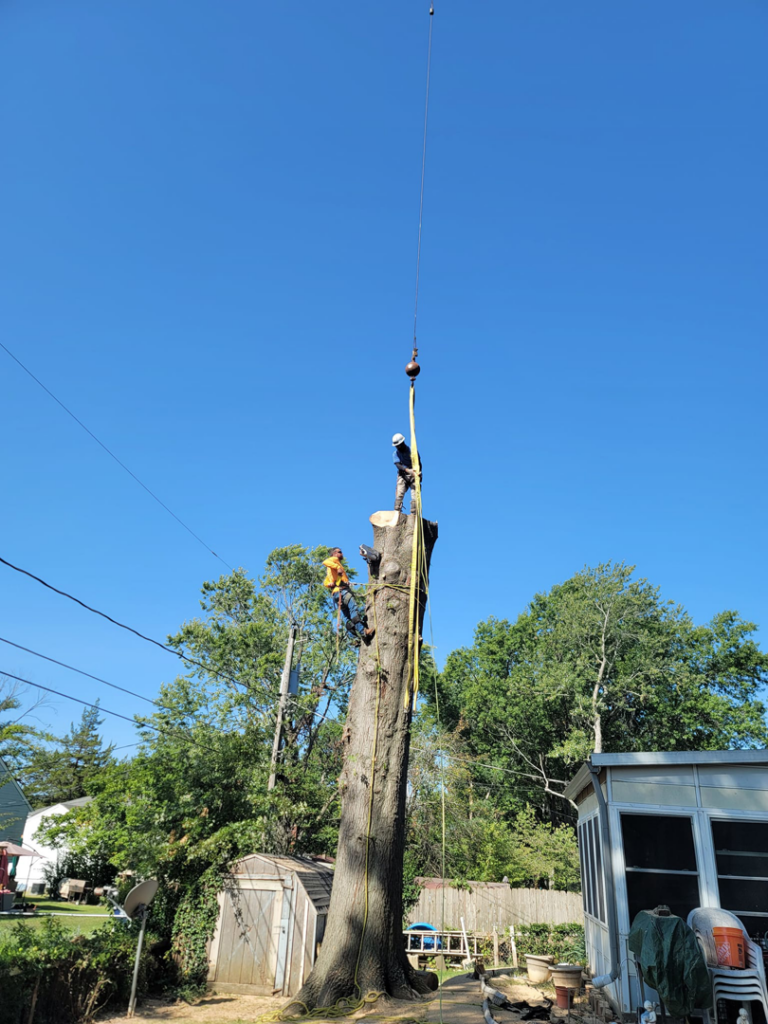 Two workers on a tall tree trunk with a crane assisting by Perez Landscape and Tree Services in Kansas City, MO.