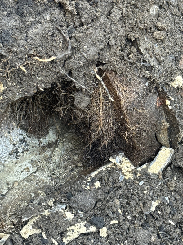 Close-up of underground pipe and tree roots during a repair service by Lankford Dirt Works LLC in Indianapolis, IN.