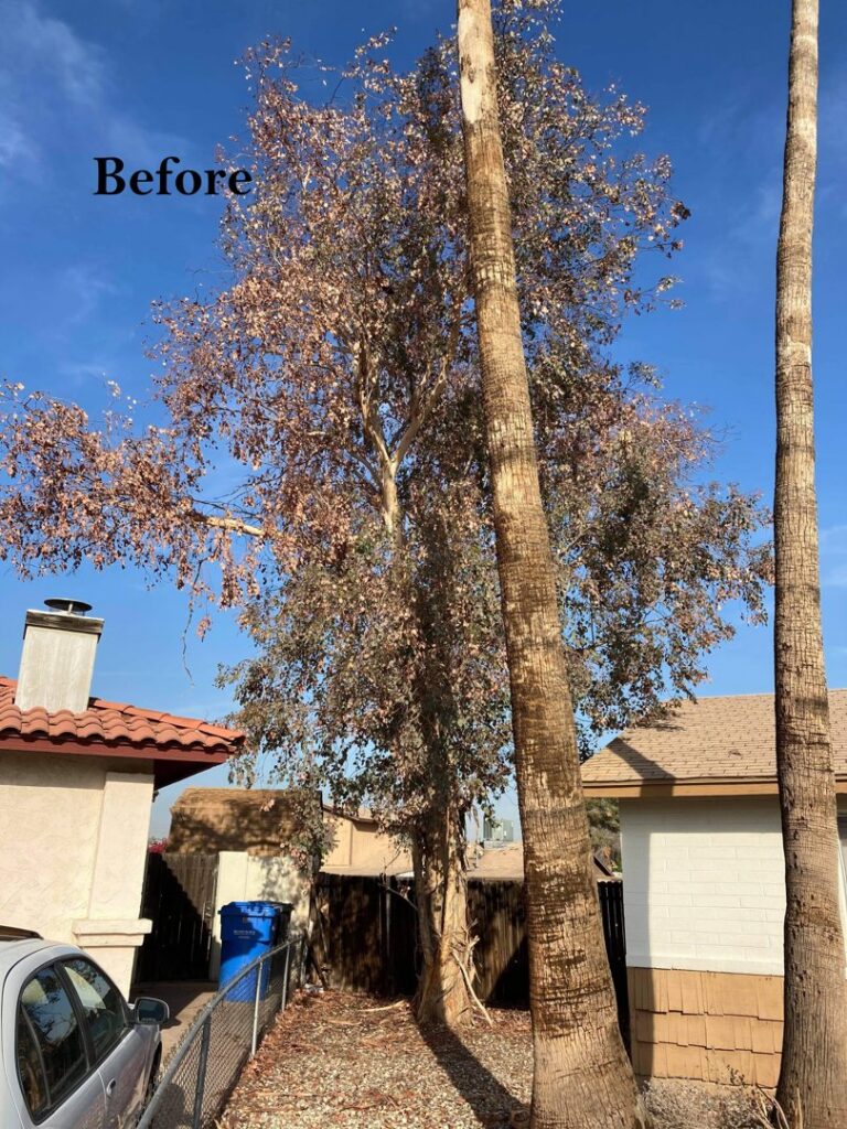 An unhealthy tree with many brown leaves before service by Alia's Tree Services And Landscaping in Phoenix, AZ.