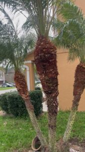 Unkempt palm trees with thick, untrimmed trunks, indicating a need for tree service from Right Cut Tree in Orlando, FL.