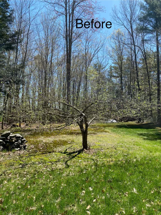 An unpruned tree in a wooded area before service by Lichen Trees in Brattleboro, VT.