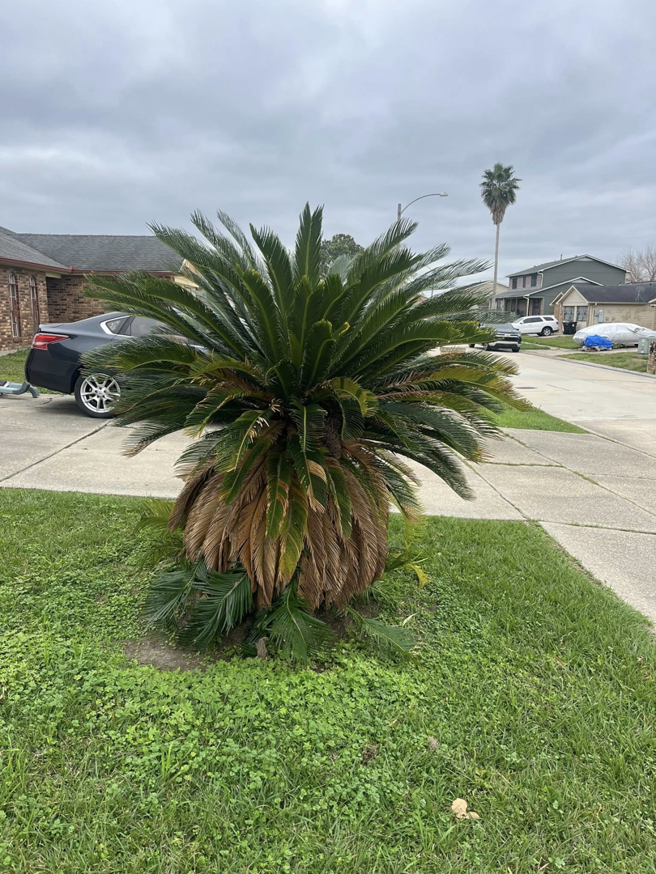 An untrimmed sago palm tree before pruning service by Mr Reliable Ground Works in New Orleans, LA