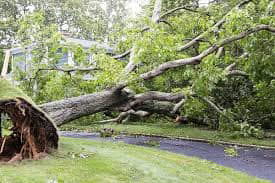 Large uprooted tree fallen across a driveway, requiring emergency tree removal from Scott's Handy Man and tree service in Rock Hill, SC