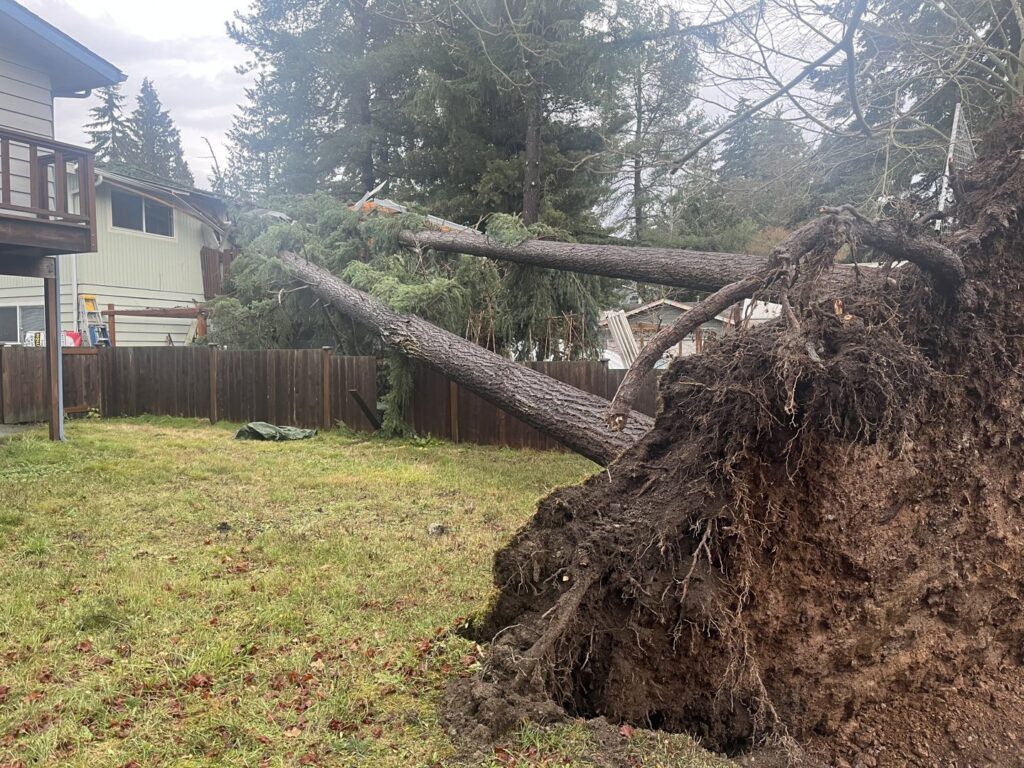 A large, uprooted tree has fallen in a backyard, requiring emergency tree removal service from Sound Tree Care LLC in Seattle, WA.