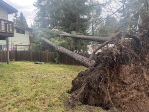 A large, uprooted tree has fallen in a backyard, requiring emergency tree removal service from Sound Tree Care LLC in Seattle, WA.