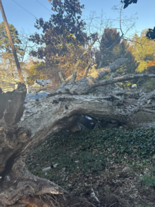 An uprooted fallen tree across a yard, indicating storm cleanup services by BG Tree Service, LLC in Cary, NC.