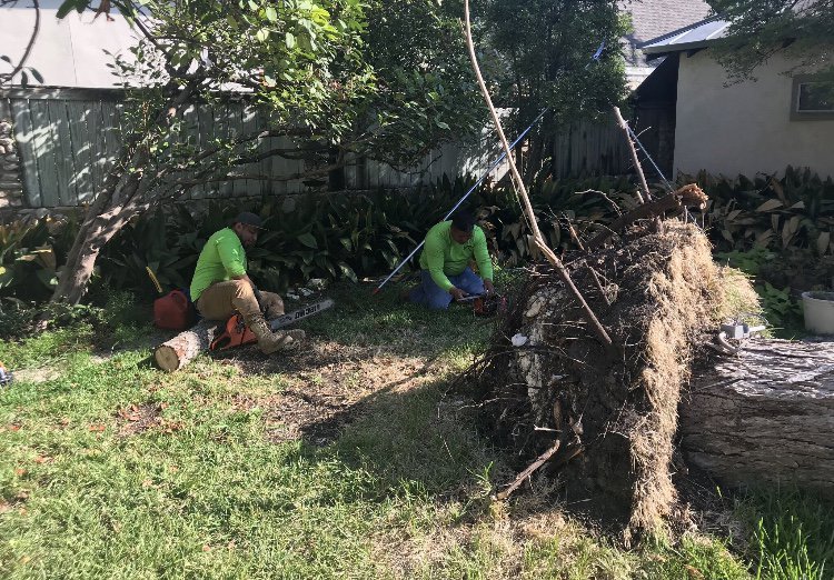 Tree service workers using chainsaws to remove an uprooted tree trunk and roots for Yates Tree Inc. in San Antonio, TX