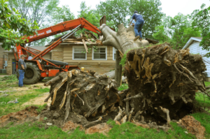 Professional crew removing an uprooted tree with heavy equipment for Top Tree Service Newark in Newark, NJ.