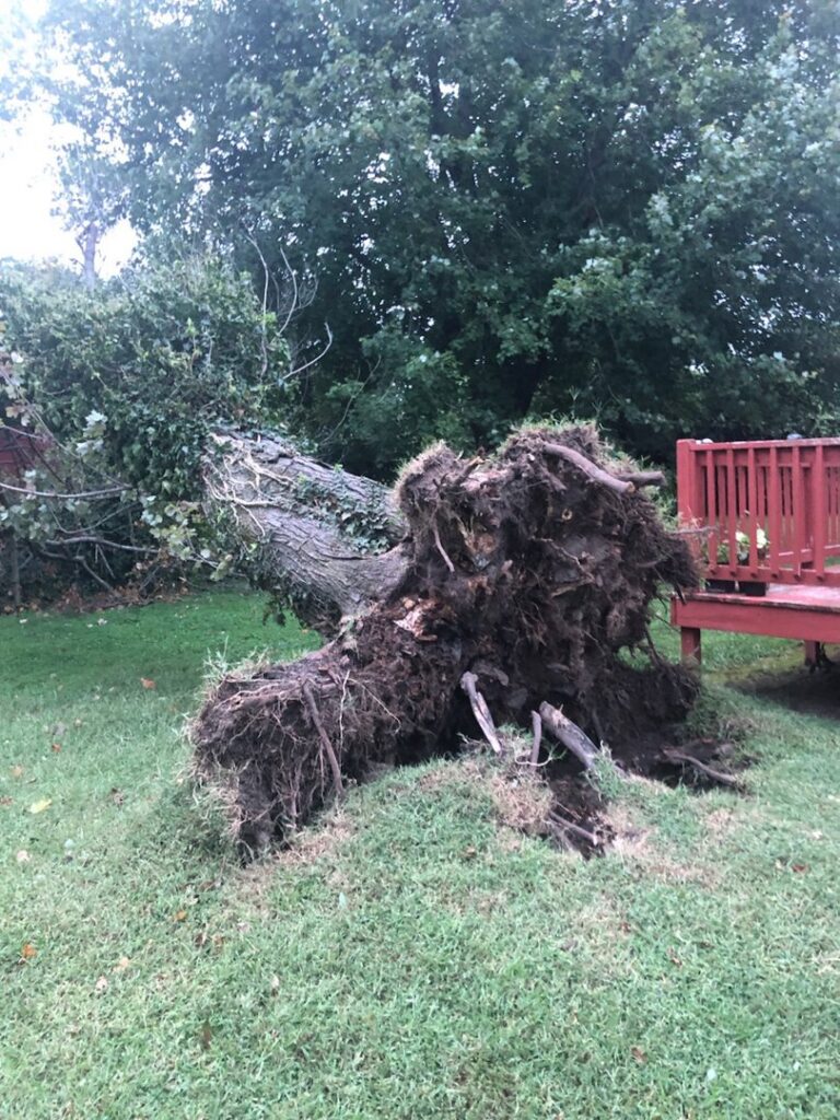 A large tree uprooted and lying on the ground, indicating storm damage cleanup or emergency tree removal by Victor Solis Tree Service in Norfolk, VA.