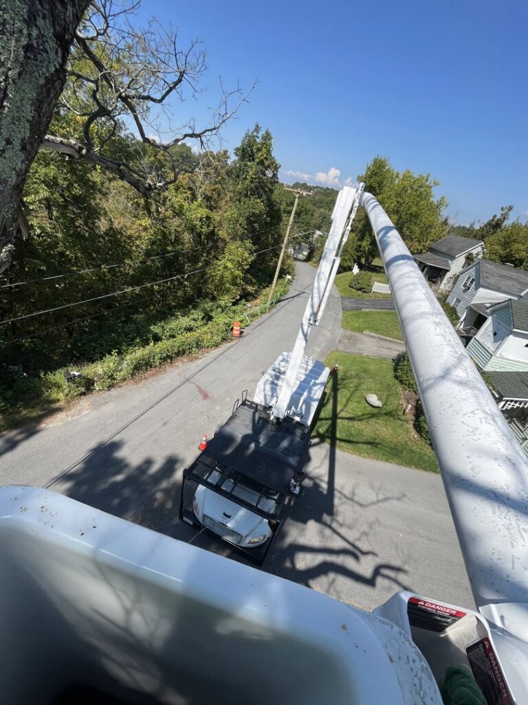 A view from a bucket lift showing a tree service job in progress by Trail Based Tree Service in Schenectady, NY.