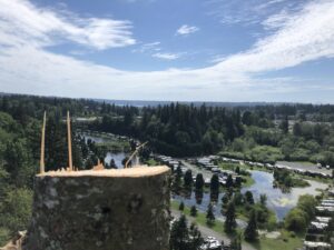 A panoramic view from the top of a recently cut tree trunk, showcasing the scale of tree removal work by The Honest Arborist in Everett, WA.
