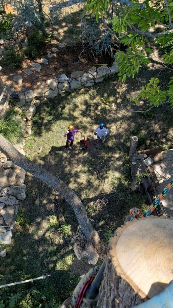 A unique view from high in a tree, showing ground crew and cut logs below, demonstrating work by Nick's Tree Service in Wichita, KS.