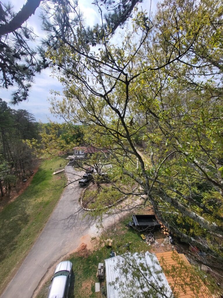 A high-angle view from a tree, showing a residential area below, indicating tree work by Morales Services in Greenville, SC.