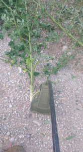 A handyman performing professional weed trimming services for Handyman services inside or out in Carlsbad, NM.