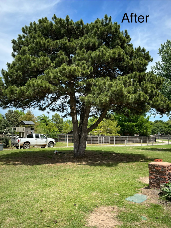 A large, well-maintained pine tree in a residential yard, showing expert trimming by Reasonable Tree Service in Concord, CA.