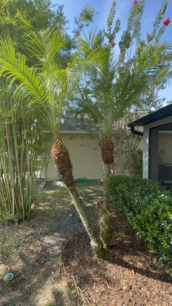 A tall, well-trimmed palm tree standing against a clear blue sky, a service provided by Right Cut Tree in Orlando, FL.