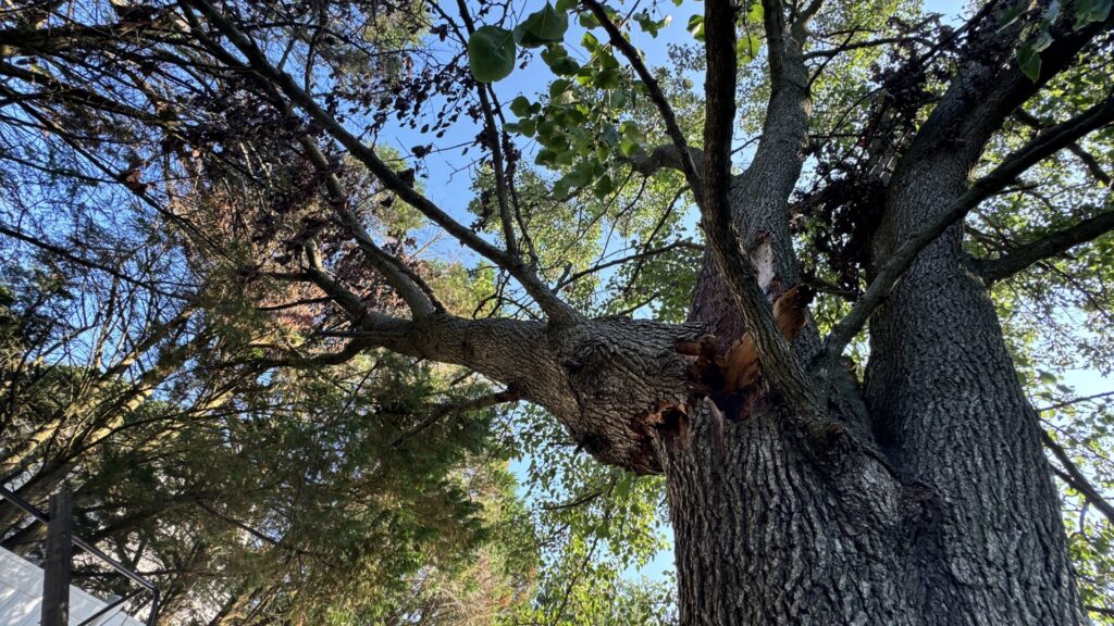 A white Gibbs Tree Service bucket truck with its arm extended, performing tree trimming or removal in Seaford, DE.