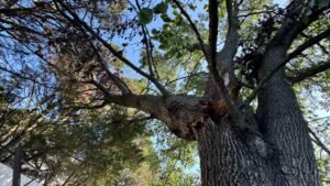 A white Gibbs Tree Service bucket truck with its arm extended, performing tree trimming or removal in Seaford, DE.
