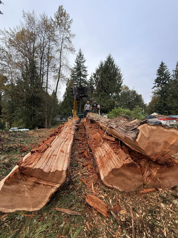 A wide view of a large fallen tree log split in half, showing tree service work by Snohomish Tree Company LLC in Everett, WA.