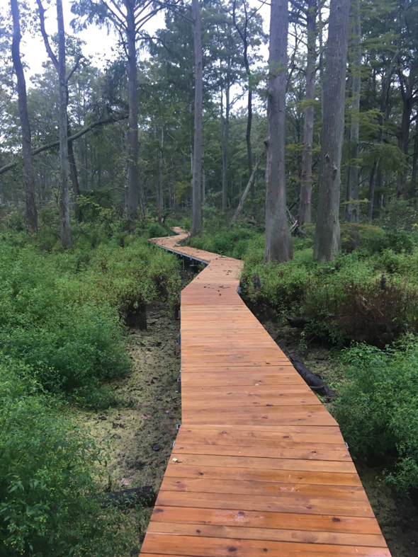 A winding wooden boardwalk path through a lush green forest by Wickcraft Boardwalks in Madison, WI.