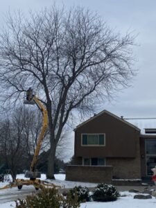 A tree service worker in a bucket lift performing winter tree trimming on a large bare tree for Woodchopper's Tree Service in Lennon, MI.