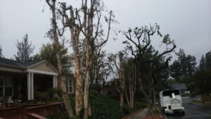 A wood chipper and a Tree Trimming 4 Less truck parked next to heavily pruned trees, indicating recent tree service work in Los Angeles, CA.