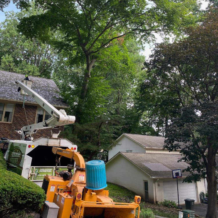 A wood chipper and a bucket truck on site for tree trimming and debris removal by Absolute Tree, Inc. in Alexandria, VA.