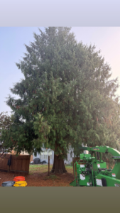 A large wood chipper machine positioned next to a tall evergreen tree for debris removal by Reyes Tree Service LLC in Vancouver, WA.