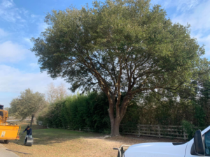 A wood chipper processing tree debris after a tree service job by Victor Tree Services in Houston, TX.