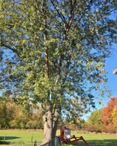 A wood chipper at the base of a large leafy tree, used for tree removal services by KD TREES in Clarksville, TN.